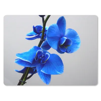 Produktbild von MuchoWow® Mauspad Mousepad Blaue Orchidee 23x19 cm - Mousepads - Maus Mat - Pad - Mausunterlage - Schreibtischunterlage - Mauspad