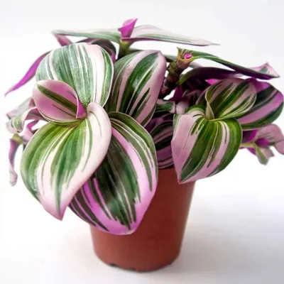 Productafbeelding van JUNAVERA Tradescantia nanouk | terrariumplant en kamerplant | 7 cm pot | 15 cm hoog