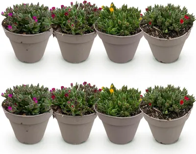 Image de Green boutiQ - Bodembekker - Winterhard - Delosperma - 8 Planten - Kleuren Rood - Geel - Paars - Roze - Weinig Onderhoud - Pot 14 Hoogte 17