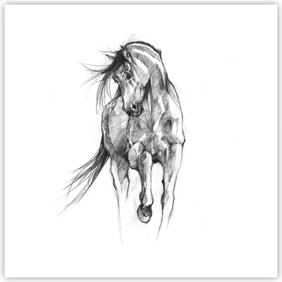Produktbild von Poster - Poster ohne Rahmen - Pferd Galopp Tier - 50x50 cm - Wand Bild - Wanddeko - Wandbilder - Kunstposter - Wandposter - Bilder - Kunstdruck - Wanddekoration - Wandbild - P2XAC50x50-5080