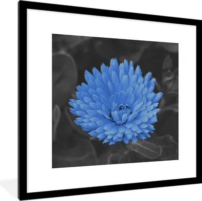Produktbild von MuchoWow® Gerahmtes Poster Blumen - Schwarz - Weiß - Blau 40x40 cm - Poster mit Schwarzem Bilderrahmen Wandposter Rahmen Foto Bilder - Poster - Plakat im Rahmen