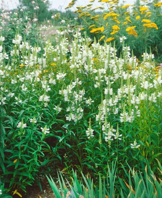 Produktbild von Physostegia virginiana 'Alba', Geißblatt, weiß, ca. 9x9 cm Topf