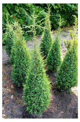 Produktbild von Irischer Säulenwacholder Juniperus Communis 'Hibernica' 100-125 cm winterhart aus Freilandaufzucht
