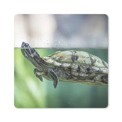 Produktbild von MuchoWow® Mauspad Mousepad Nahaufnahme einer Schildkröte 30x30 cm - Mousepads - Maus Mat - Pad - Mausunterlage - Gaming