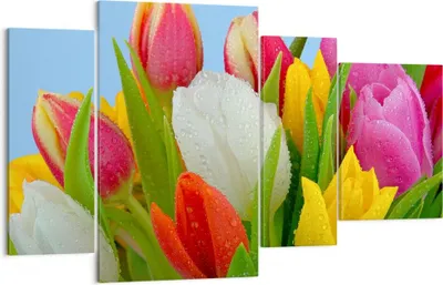 Produktbild von Bild auf Leinwand - Leinwandbild - Tulpen Blumenstrauß Blumen Tau - 120x70cm - Wand Bild - Wanddeko - Leinwanddruck - Bilder - Kunstdruck - Wanddekoration - Leinwand bilder - Wandkunst - DL120x70-2526