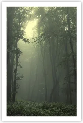 Produktbild von Poster - Poster ohne Rahmen - Wald Nebel Baum - 61x91,5 cm - Wand Bild - Wanddeko - Wandbilder - Kunstposter - Wandposter - Bilder - Kunstdruck - Wanddekoration - Wandbild - P2XPA61x91-3543