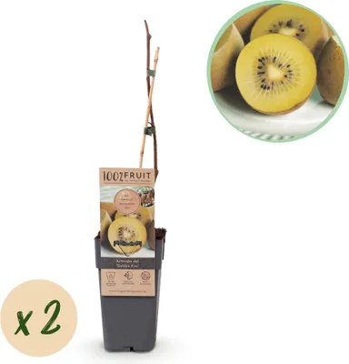 Image de Green boutiQ - Arbre fruitier - Actinidia deliciosa Golden Kiwi - Kiwi - Femelle - Fruit jaune - 2 plants - Pot de 15 cm - Hauteur 50 cm