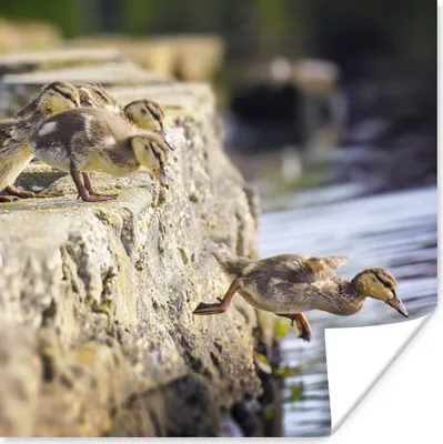 Produktbild von MuchoWow® Poster Enten - Steine - Küken 100x100 cm - Babyzimmer