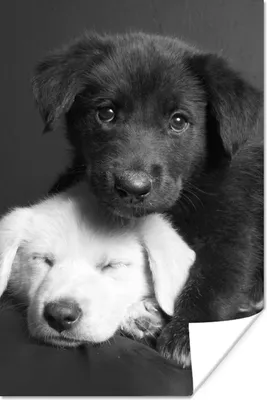 Produktbild von MuchoWow® Poster Hunde - Welpe - Schwarz - Weiß - Tiere 120x180 cm - Kunstposter