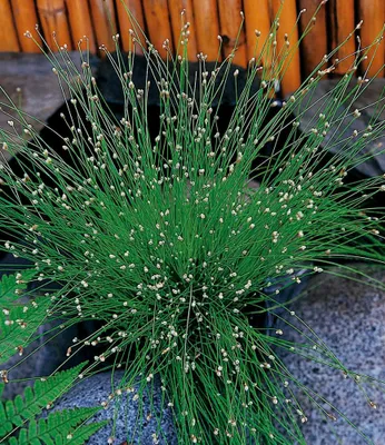 Produktbild von BALDUR Garten 3x Frauenhaargras - Teichbinse, Pflanzen mit 4 cm-Topfballen, reinigt das Wasser im Teich, dekorativer Blickfang mit weißen Blüten, winterhart, mehrjährig, verbessert die Wasserqualität
