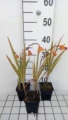 Produktbild von 6 x  Crocosmia hybr. 'Emily Mckenzie' - Crocosmia - Topf 9 x 9 cm