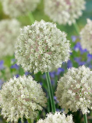 Close-up view of white allium flowers in a garden setting with blurred blue and green foliage in the background.