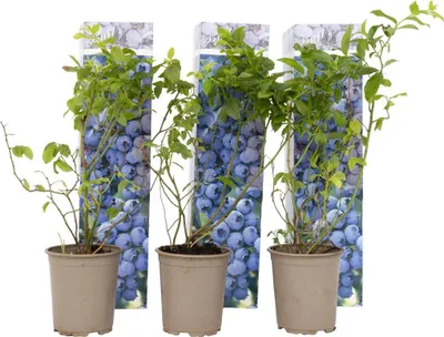Zdjęcie produktu dla Borówka wysoka - 6 szt - Vaccinium 'Sunshine Blue' - W25-40cm - ⌀9cm