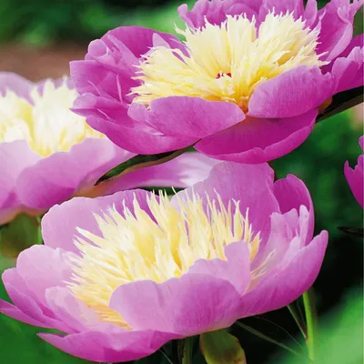 Image de Paeonia Pivoine plant Bowl Of Beauty 1 pièce Pivoines plants Parfumées