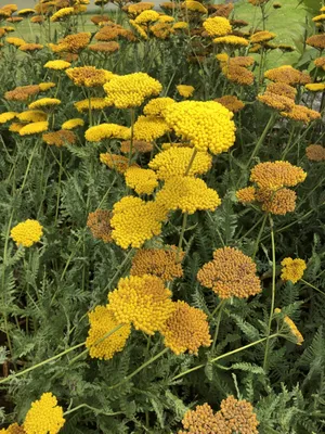 Zdjęcie produktu dla 6 x Achillea 'Coronation Gold' - krwawnik pospolity w doniczce 9 x 9 cm