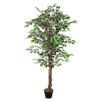 Produktbild von Deko Pflanze 160 cm - Modell: Benjamini