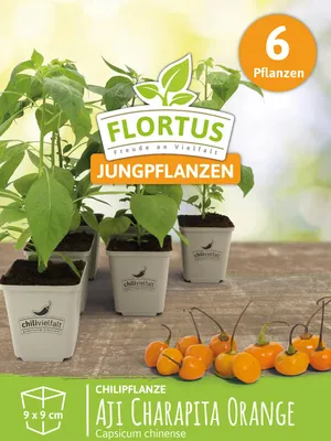 Artikelbild 7 von 'Chilipflanze Aji Charapita Orange' aus der Kategorie Chilipflanzen