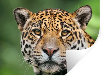 Obrázok produktu pre MuchoWow® Nálepka na stenu - Leopard - Príroda - Škvrnité - 160x120cm - Samolepiaca a polohovateľná