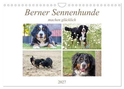 Produktbild von Berner Sennenhunde machen glücklich (Wandkalender 2027 DIN A4 quer), CALVENDO Monatskalender