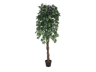 Zdjęcie produktu dla EUROPALMS Figowiec Benjamini wielopniowy, sztuczna roślina, 180 cm (82506126)