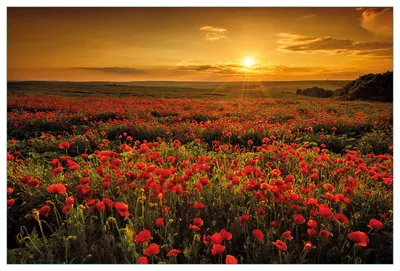 Produktbild von Wallario Küchenrückwand aus Glas, Größe: 90 x 60 cm, Motiv: Mohnblumenwiese bei Sonnenuntergang am Abend | Spritzschutz | abwischbar | pflegeleicht | in
