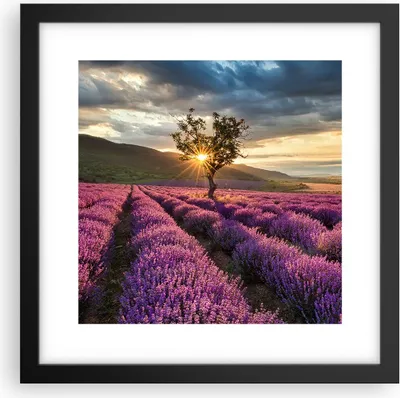 Produktbild von Gerahmtes Poster - Schwarzer Rahmen - Lavendel Berge Feld - 30x30 cm - Wand Bild - Wanddeko - Wandbilder - Kunstposter - Wandposter - Bilderrahmen - Bilder - Kunstdruck - Wandbild - P2BAC30x30-3645