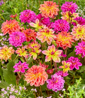 Produktbild von BALDUR Garten 3er Dahlien-Mix 'Pacific', Knollen in Größe I, Dahlia, berauschende Farbenpracht, lange Blütezeit im Beet & Kübel, mehrjährig, pflegeleicht, Schnittblume, Schmuck für Beet und Vase