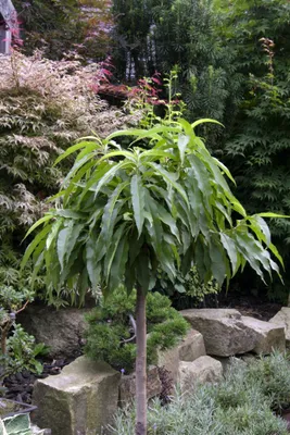Produktbild von Prunus persica 'Zwergpfirsich', kompakt, 60 cm