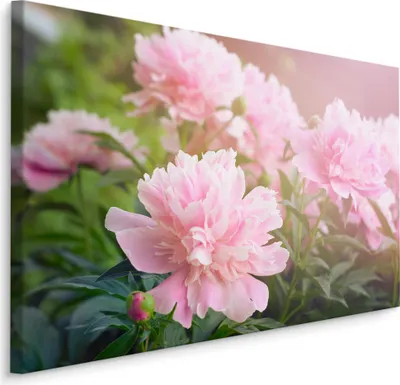 Produktbild von Fabelhafte Canvas LEINWAND BILDER 120x80 cm XXL Kunstdruck Pfingstrosen Blumen Natur