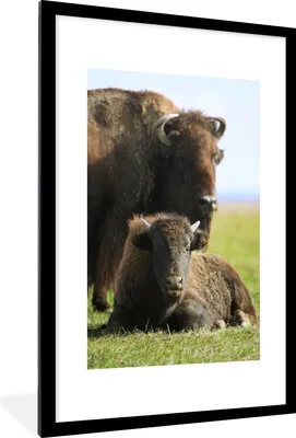 Produktbild von MuchoWow® MuchoWow® Gerahmtes Poster Büffel - Gras - Kalb 60x90 cm - Poster mit zchwarzem Bilderrahmen - Dekoration - Wandposter Wohnzimmer - Hochwertig