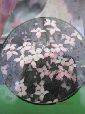 Produktbild von Cornus kousa Cappuccino - Japanischer Blumen-Hartriegel Cappuccino 80-100cm