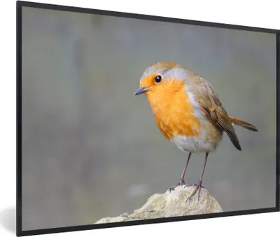 Produktbild von MuchoWow® MuchoWow® Gerahmtes Poster Vogel - Rotkehlchen - Felsen 60x40 cm - Poster mit zchwarzem Bilderrahmen - Printing - Wanddeko Schlafzimmer