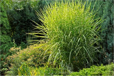 Produktbild von Stauden Gänge 5 x Miscanthus sinensis 'Strictus' im 1 Liter Topf - Zebraschilf - Gold-grüner Blickfang mit Standfestigkeit - Winterhart - Mehrjährig