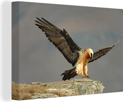 Produktbild von OneMillionCanvasses® - Leinwandbilder - 140x90 cm, Bartgeier landet auf einem Felsen, Wandbilder Kunstdruck Wanddekoration - Foto auf Leinwand - Gemälde auf Holzrahmen