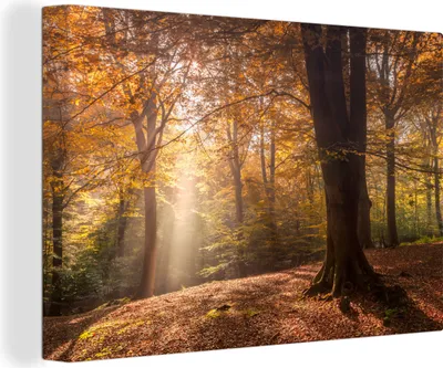 Produktbild von OneMillionCanvasses® - Leinwandbilder - 150x100 cm, Herbst - Licht - Wald, Wandbilder Kunstdruck Wanddekoration