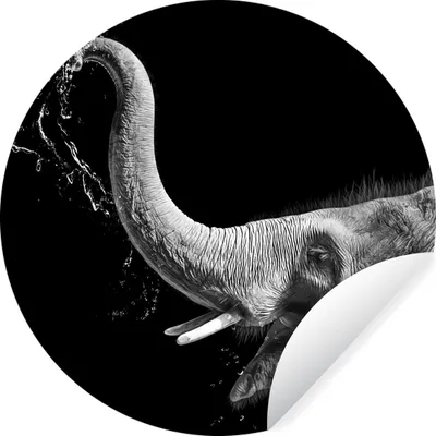 Produktbild von MuchoWow® Runde Wandtattoo - Wandsticker Tapete Aufkleber Porträt - Elefant - Tiere - Schwarz und weiß Ø 100 cm Selbstklebend und Repositionierbar - Wandaufkleber - Kreis - Tapetenkreis - Wandbild rund - Schlafzimmerdekoration - Wanddeko - runde Tapete - Kunst für zu Hause
