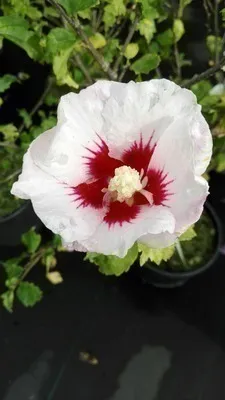 Image de Hibiscus syr. 'Helene' - Ibiza de jardin conteneur 40- 60 cm
