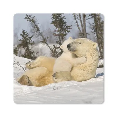 Produktbild von MuchoWow® Mauspad Mousepad Eisbär - Schnee - Höhle - Jungtier 20x20 cm - Mousepads - Maus Mat - Pad - Mausunterlage - Desk Mat - Bureauartikeln