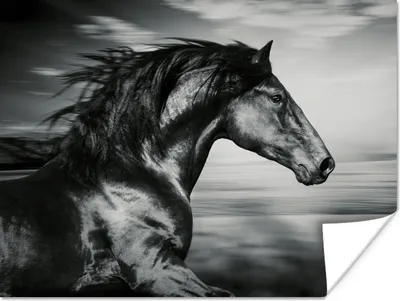 Produktbild von MuchoWow® Poster Pferd - Tiere - Schwarz - Weiß 160x120 cm - Foto Plakat