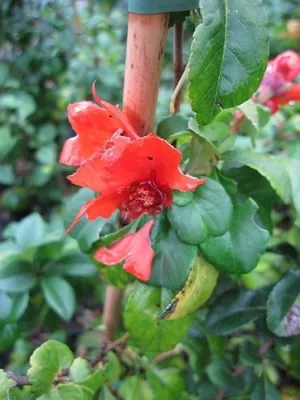 Produktbild von Chaenomeles japonica Sargentii - Scheinquitte - Zierquitte - 40-60 cm