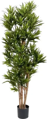 Produktbild von aplanta Künstliche Dracaena Reflexa – Sylvaran | 150 cm, für drinnen, Kunstbaum, wie echt, Allergiker geeignet, pflanzliche Dekoration Praxis, Office & Wohnzimmer