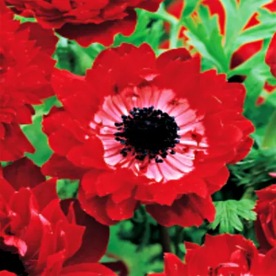 Image de Oignon Bulbe résistant à l'hiver Fleur printanière Anémone Governor 10 pcs.