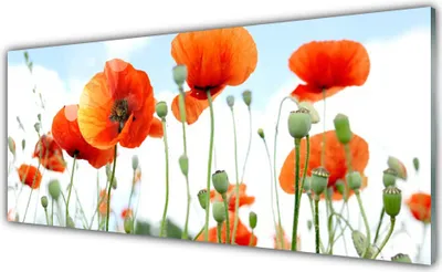 Produktbild von Acrylglasbilder 125x50 Wandbild Druck Mohnblumen Pflanzen
