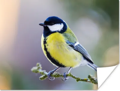Produktbild von MuchoWow® Poster Kohlmeise - Vogel - Zweig 120x90 cm - Wandbild