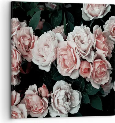 Produktbild von Bild auf Leinwand - Leinwandbild - Einteilig - Rosen Blumen Blätter - 70x70cm - Wand Bild - Wanddeko - Wandbilder - Leinwanddruck - Bilder - Wanddekoration - Leinwand bilder - Wandbild - AC70x70-4760