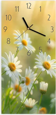 Produktbild von Wanduhr aus Glas mit Motiv Blühende Gänseblümchen- 30 x 60 cm - inkl. Aufhängesystem