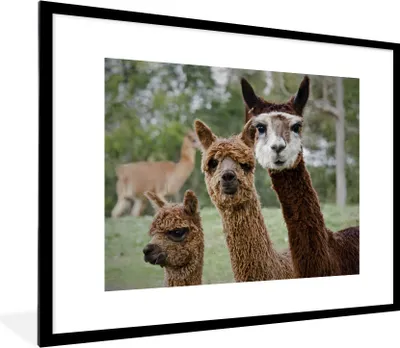 Produktbild von MuchoWow® MuchoWow® Gerahmtes Poster Alpaka - Tier - Braun 80x60 cm - Poster mit zchwarzem Bilderrahmen - Schlafzimmer-Dekorationen - Fotoposter