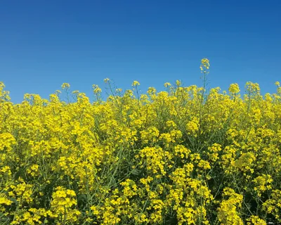 Produktbild von Blumen Kunstdruck Bild - Goldenes Rapsfeld Vor Tiefblauem Himmel (40 x 50 cm)