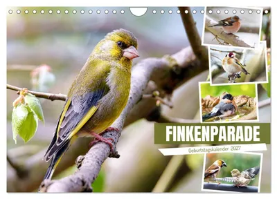 Produktbild von Finkenparade (Wandkalender 2027 DIN A4 quer), CALVENDO Monatskalender