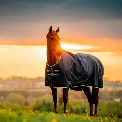 Obrázek produktu pro Horseware Amigo Ripstop 900D 100g- Witney Navy, 125